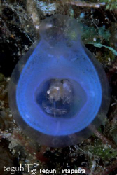 A tiny commensal shrimp inside a blue tunicate. Captured ... by Teguh Tirtaputra 
